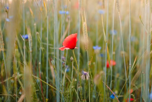 A shallow focus shot of a common red poppy blooming in the field on a sunny day with blurred background