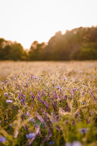 A closeup shot of lavenders growing in the field at sunset with blurred background