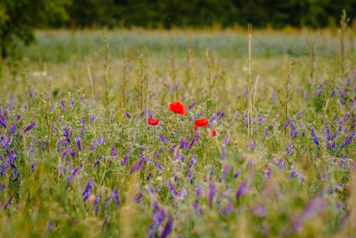 A beautiful view of red poppy flowers and lavenders growing in the field on a sunny day with blurred background