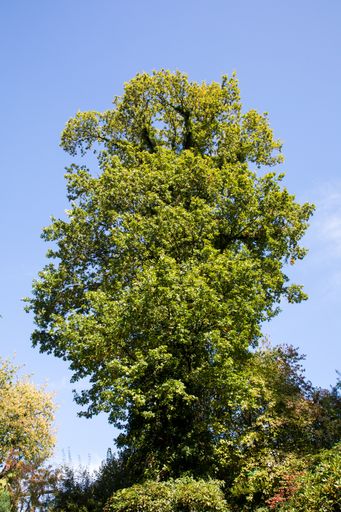 A vertical shot of the dense foliage of the green trees against the blue sky.