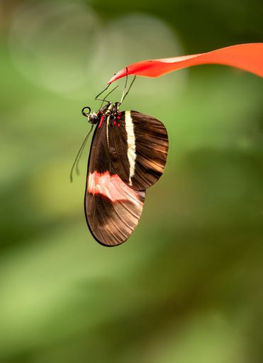 A selective focus shot of a butterfly upside down on the leaf