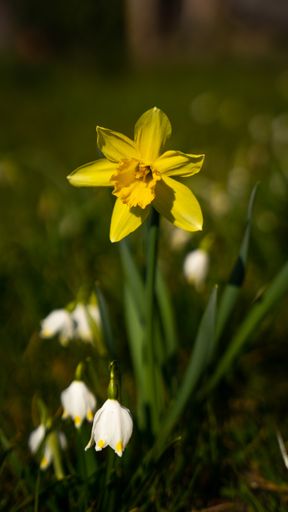 A vertical shot of a blooming narcissus on a meadow