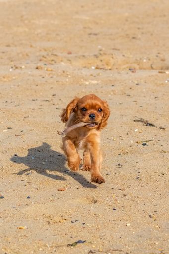 A dog cavalier king charles, a ruby puppy playing on the beach with a piece of wood