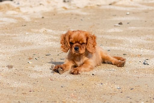 A dog cavalier king charles, a ruby puppy playing on the beach with a piece of wood