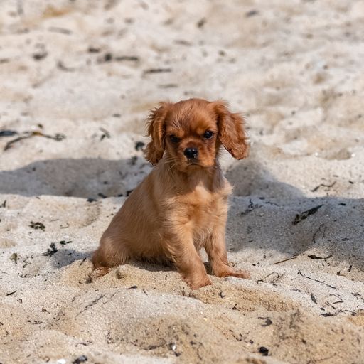 A dog cavalier king charles, a ruby puppy sitting on the beach