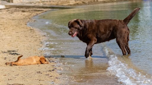 A dog cavalier king charles, a ruby puppy on the beach with a chocolate labrador
