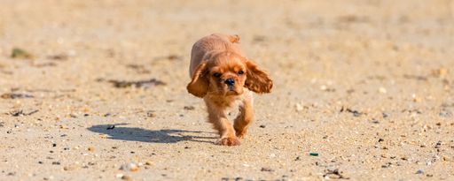 A dog cavalier king charles, a ruby puppy running on the beach