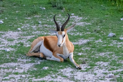 A springbok, Antidorcas marsupialis, standing in the bush in Namibia