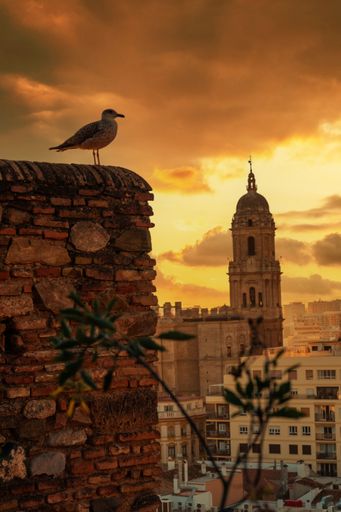 A seagull perched on the wall of the Alcazaba fortress, Malaga, Andalusia, Spain