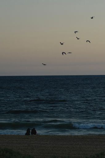 A vertical shot of a young couple at Elwood beach and a number of seagulls flying over the ocean at dusk