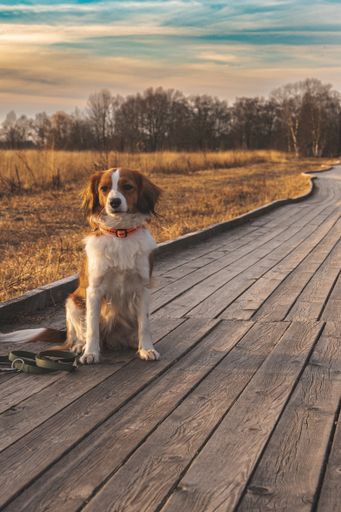 A vertical shot of a puppy sitting on a wooden path, his leash on the ground in a forest background