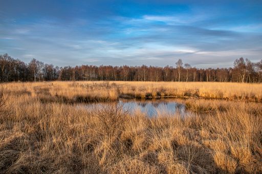 A scenic view of a small ponds in a dry field next to a forest in a blue sky background