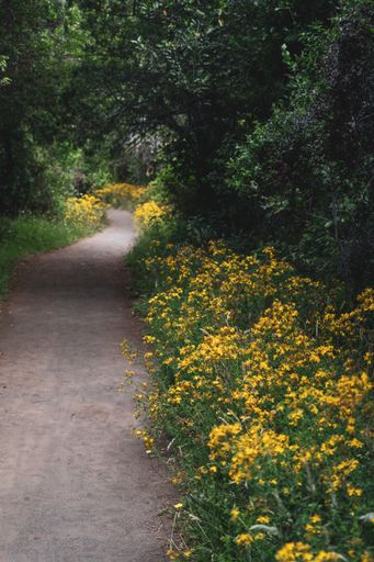 A vertical shot of a long path through blooming flowers in a countryside