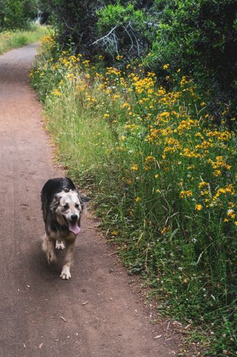 A vertical shot of a cute dog walking along the path