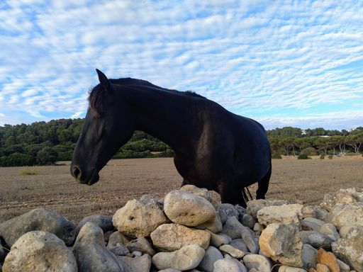 A closeup shot of a black horse in a farm under a cloudy sky
