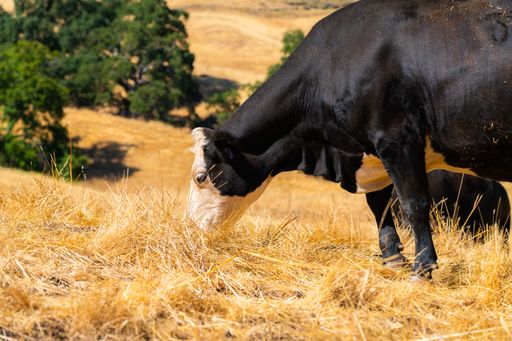 A black cow with white head pasturing in dry grassland - perfect for background