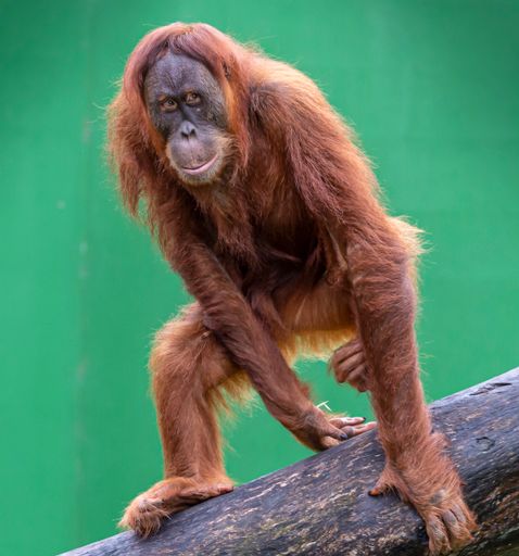 A closeup shot of a large orangutan on a tree
