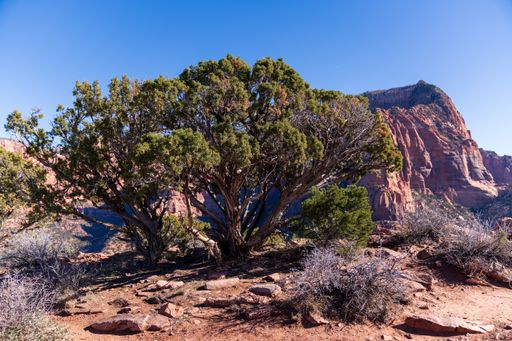 A shot of a tree in Kolob Canyons, Zion National Park, Utah, USA