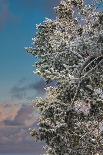 A vertical shot of pine tree branches covered with snow on the background of the blue sky
