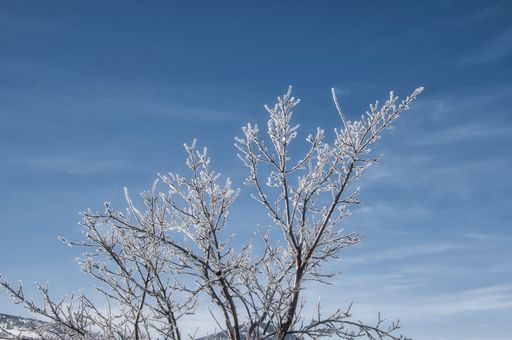 A top of a leafless tree covered with snow under the blue sky