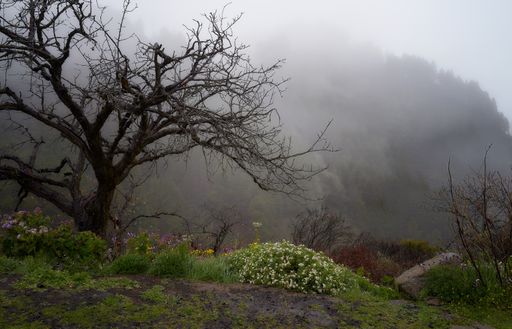 A forest landscape in background of mountain in foggy day in Gran Canaria