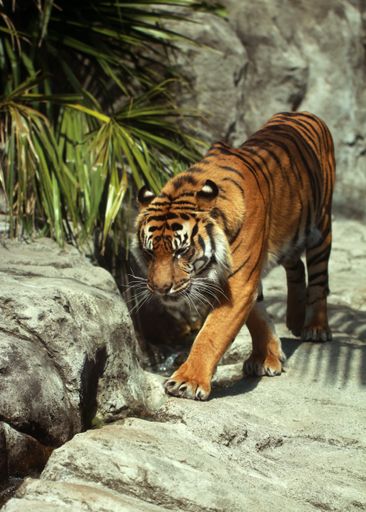 This handsome young tiger was caught on a sunny day at a city zoo