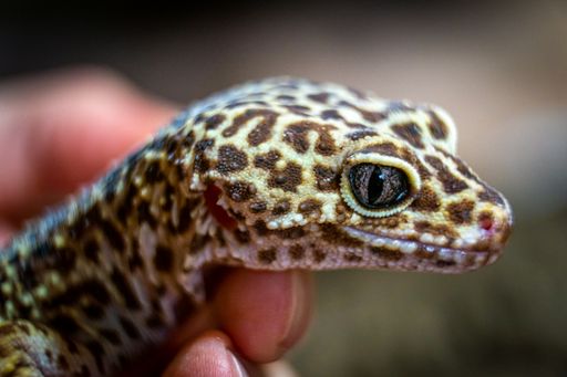 A closeup of a leopard gecko lizard