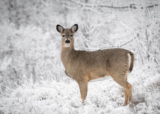 A whitetail deer in the snowy forest.