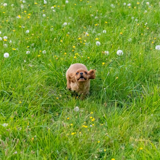 A dog cavalier King Charles, portrait of a cute ruby puppy running in a field