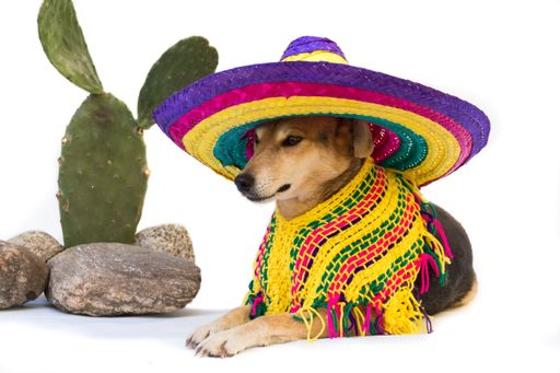 Dog dressed in a large Mexican hat and poncho