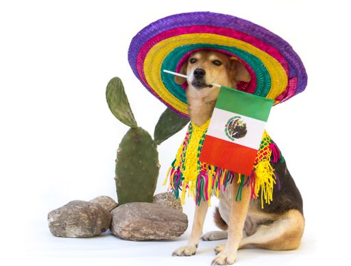 Dog dressed in a large Mexican hat and poncho