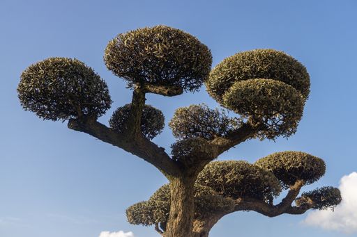 isolated ornamental olive tree pruned in the shape of a ball with cloudy sky background