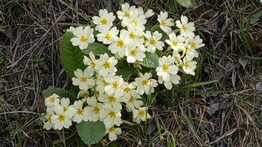Beautiful white cowslip flowers grown in the garden in spring