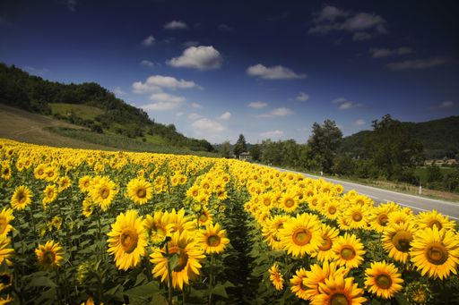 A beautiful sunflower field surrounded by trees and a road under the sunlight and a blue sky