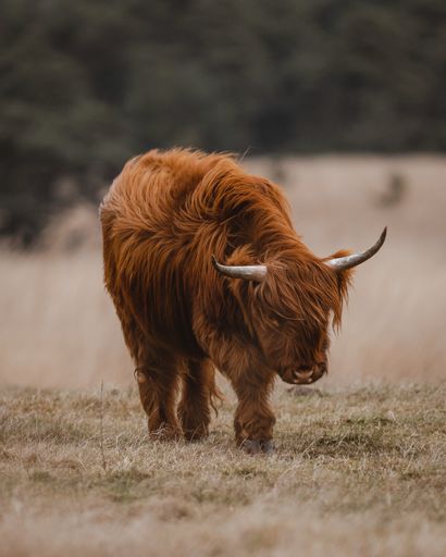 A vertical shot of a brown Highland cattle working on a meadow with dry grass