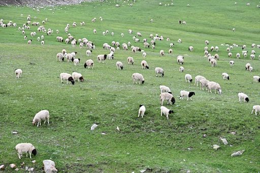 A flock of Blackhead Persian sheep pasturing in Xinjiang, China