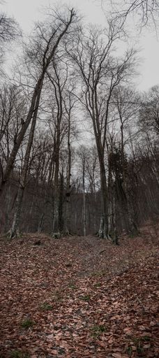 An empty forest of Căciulata in Romania - horror concept