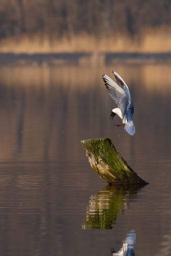Beautiful nature scene with flying bird Black-headed gull (Chroicocephalus ridibundus). Wildlife shot of flying Black-headed gull.