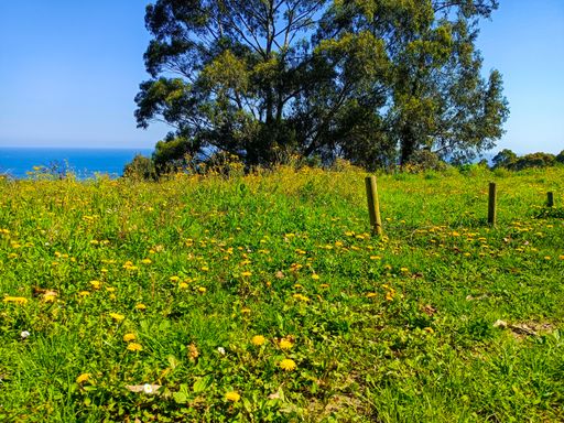 A beautiful coastal landscape with yellow blooming flowers