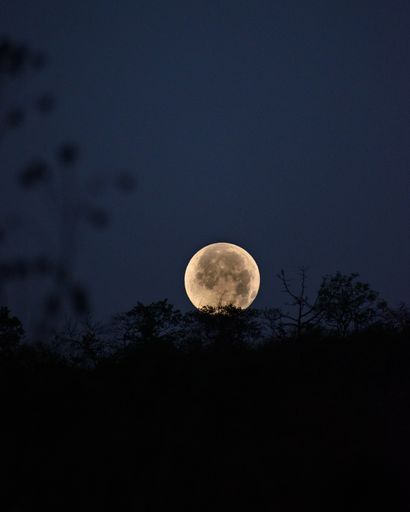 A vertical shot of full moon behind trees against dark blue sky
