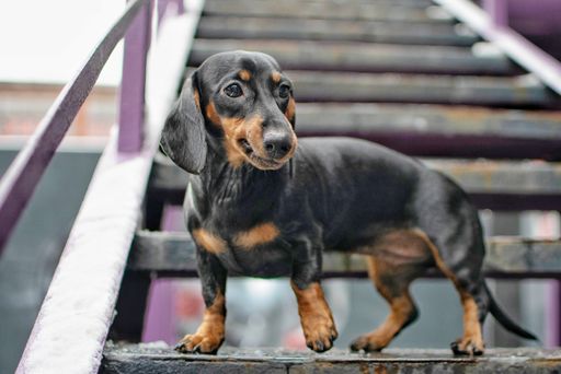 A cute dachshund dog on the staircase looking at something