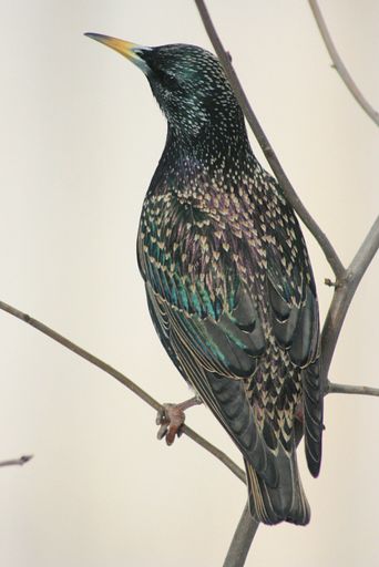 A vertical shot of a common Starling bird sitting on a tree branch looking up to the sky