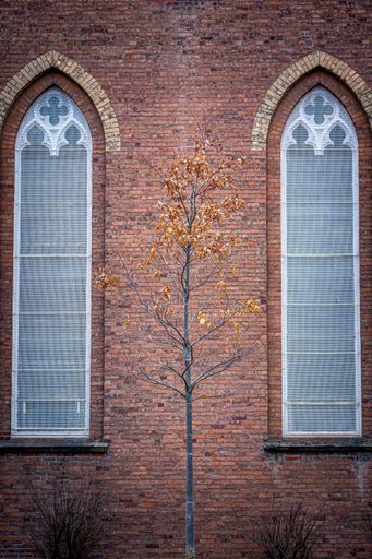 A vertical shot of church glass windows with red brick wall and yellow leaves tree in the front