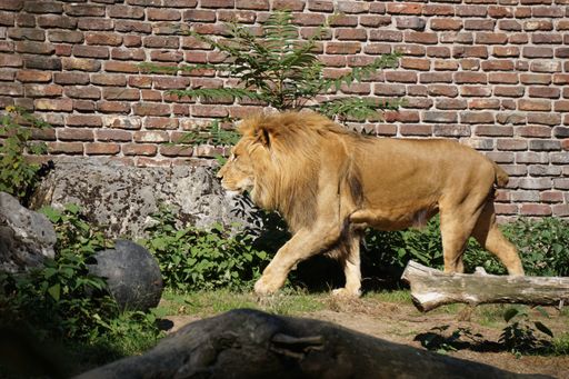 A beautiful strong lion against a brick wall under the sunlight