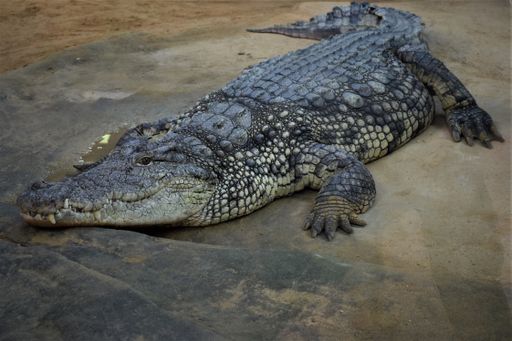 A crocodile in the pond