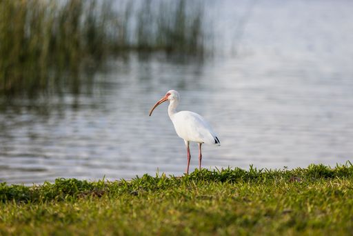 A closeup shot of a white ibis near the pond on a sunny day