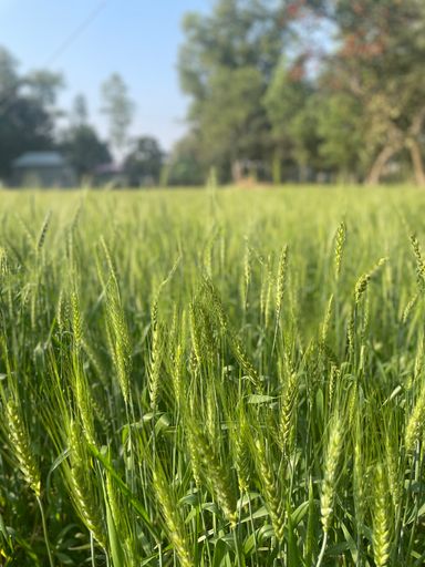A closeup shot of a wheat field