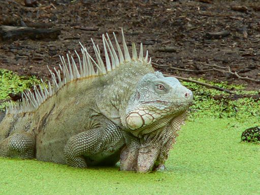 A horizontal shot of a big iguana in a swamp, Bonaire Island