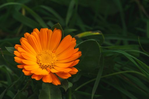 A selective focus shot of a single orange gerbera