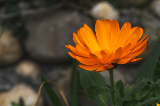 A selective focus shot of a single orange gerbera
